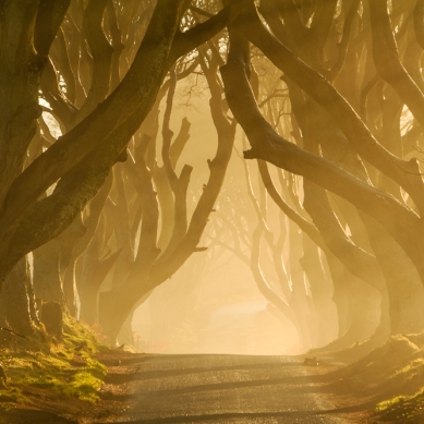 Sunshine lighting up the early morning mist at the Dark Hedges in Co. Antrim. The beech lined road was already famous, even before being used as the filming location for the Kings Road in Game of Thrones.
